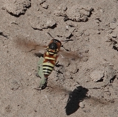 Euodynerus annulatus