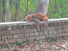 Macaca mulatta