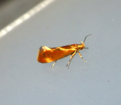 Metalampra