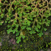 Spikemosses - Photo (c) Tony Rodd, some rights reserved (CC BY-NC-SA)