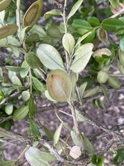 Calonectria pseudonaviculata