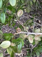 Calonectria pseudonaviculata