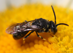 Hylaeus affinis