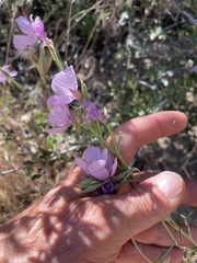 Clarkia dudleyana