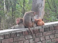 Macaca mulatta