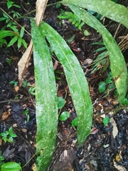 Cyclanthus bipartitus image