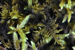 Abietinella