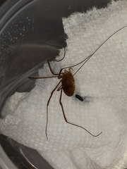 Leiobunum ventricosum