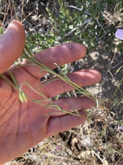 Clarkia dudleyana