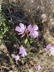 Clarkia dudleyana