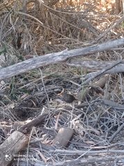 Turdus merula