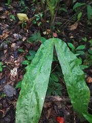 Cyclanthus bipartitus