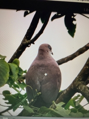 Ducula badia