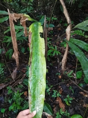 Cyclanthus bipartitus