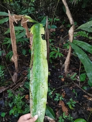 Cyclanthus bipartitus