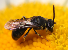 Hylaeus affinis