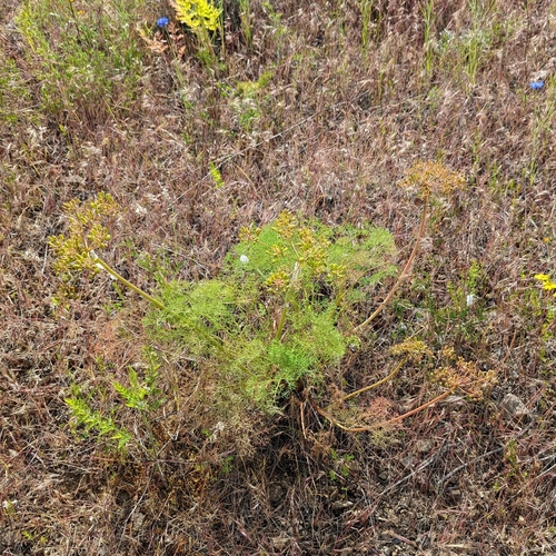 Image of Lomatium klickitatense by (c) Dominic Gentilcore, some rights reserved (CC BY)