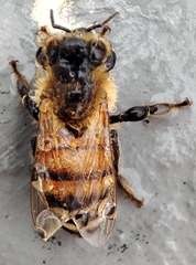 Apis mellifera