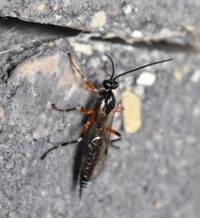 Oxyrrhexis carbonator