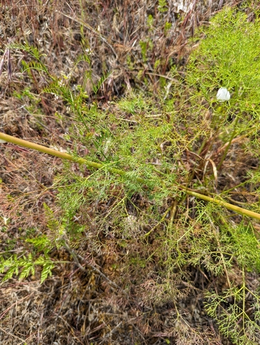 Image of Lomatium klickitatense by (c) Dominic Gentilcore, some rights reserved (CC BY)