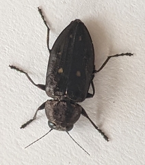 Phaenops