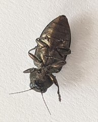 Phaenops