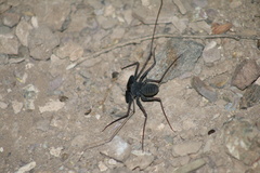 Paraphrynus carolynae