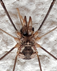 Phalangium opilio