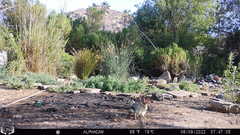 Sylvilagus audubonii