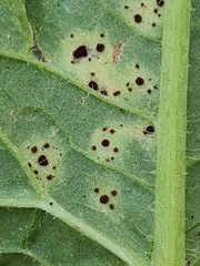 Puccinia calcitrapae