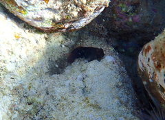 Cirripectes vanderbilti