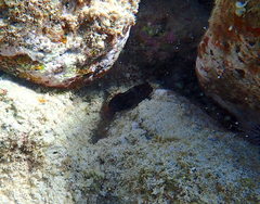 Cirripectes vanderbilti