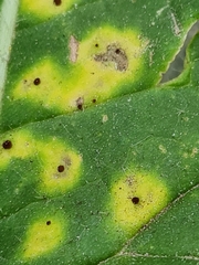 Puccinia calcitrapae
