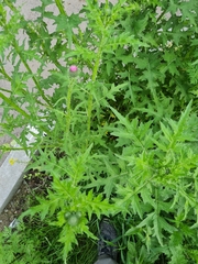 Puccinia calcitrapae