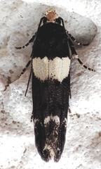Recurvaria leucatella