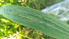 Phytomyza plantaginis