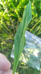 Phytomyza plantaginis