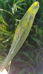 Phytomyza plantaginis