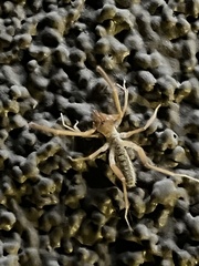 Arachnida