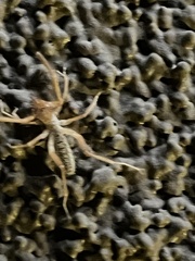 Arachnida