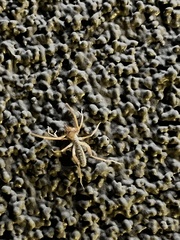 Arachnida