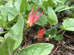 Aquilegia elegantula