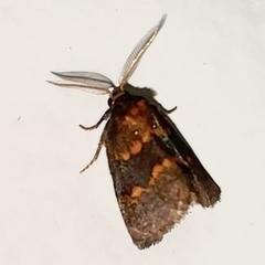 Haplopseustis erythrias