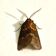 Haplopseustis erythrias