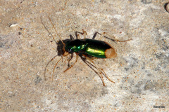 Pseudotetracha australis