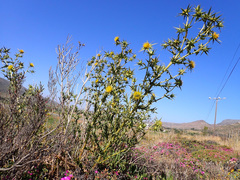 Berkheya heterophylla radiata