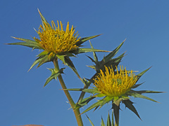 Berkheya heterophylla radiata