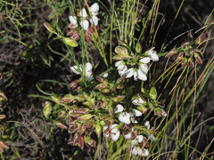 Polygala umbellata