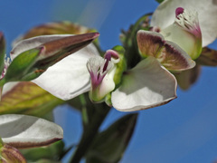 Polygala umbellata