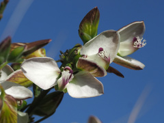 Polygala umbellata